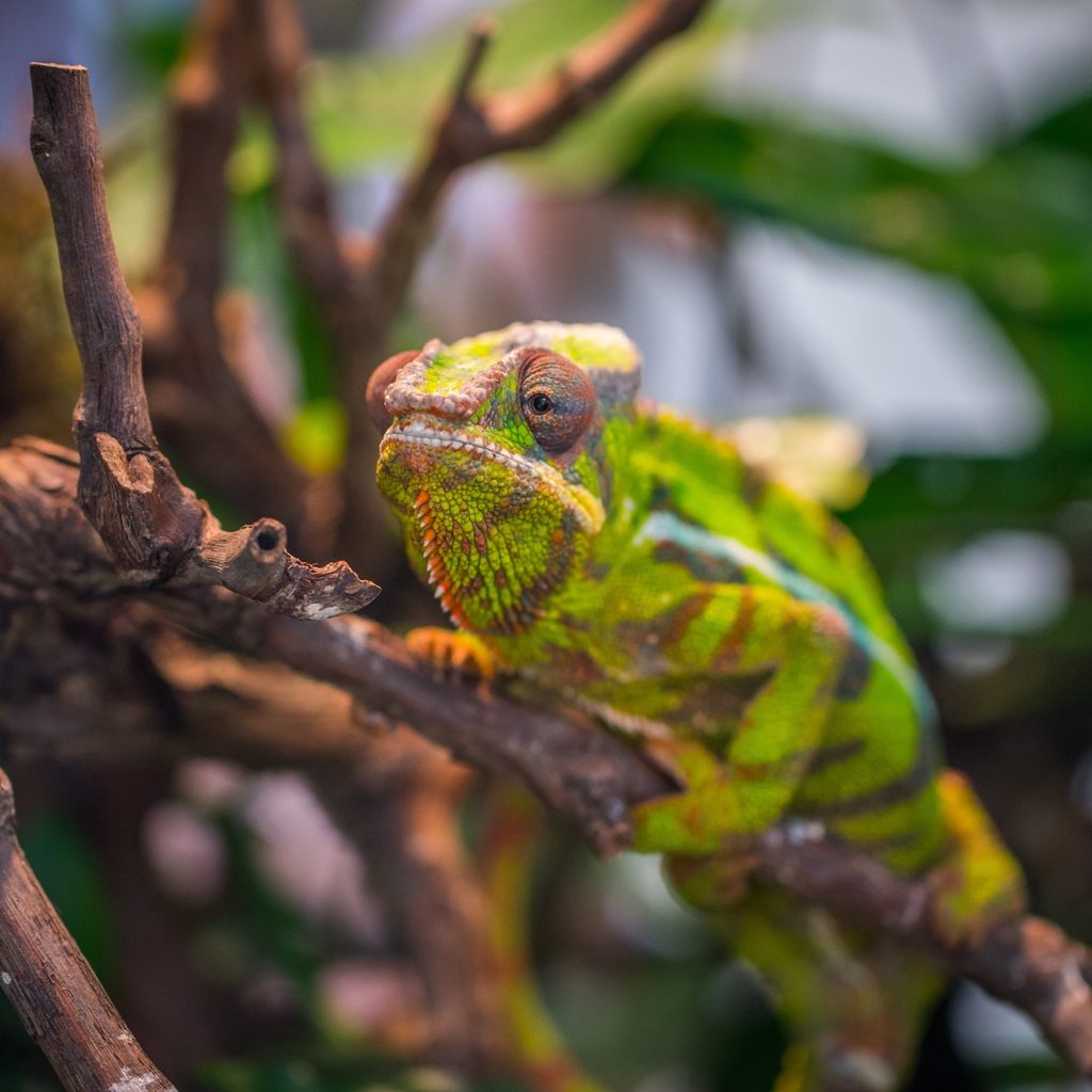 Chameleon reptile sitting on a branch