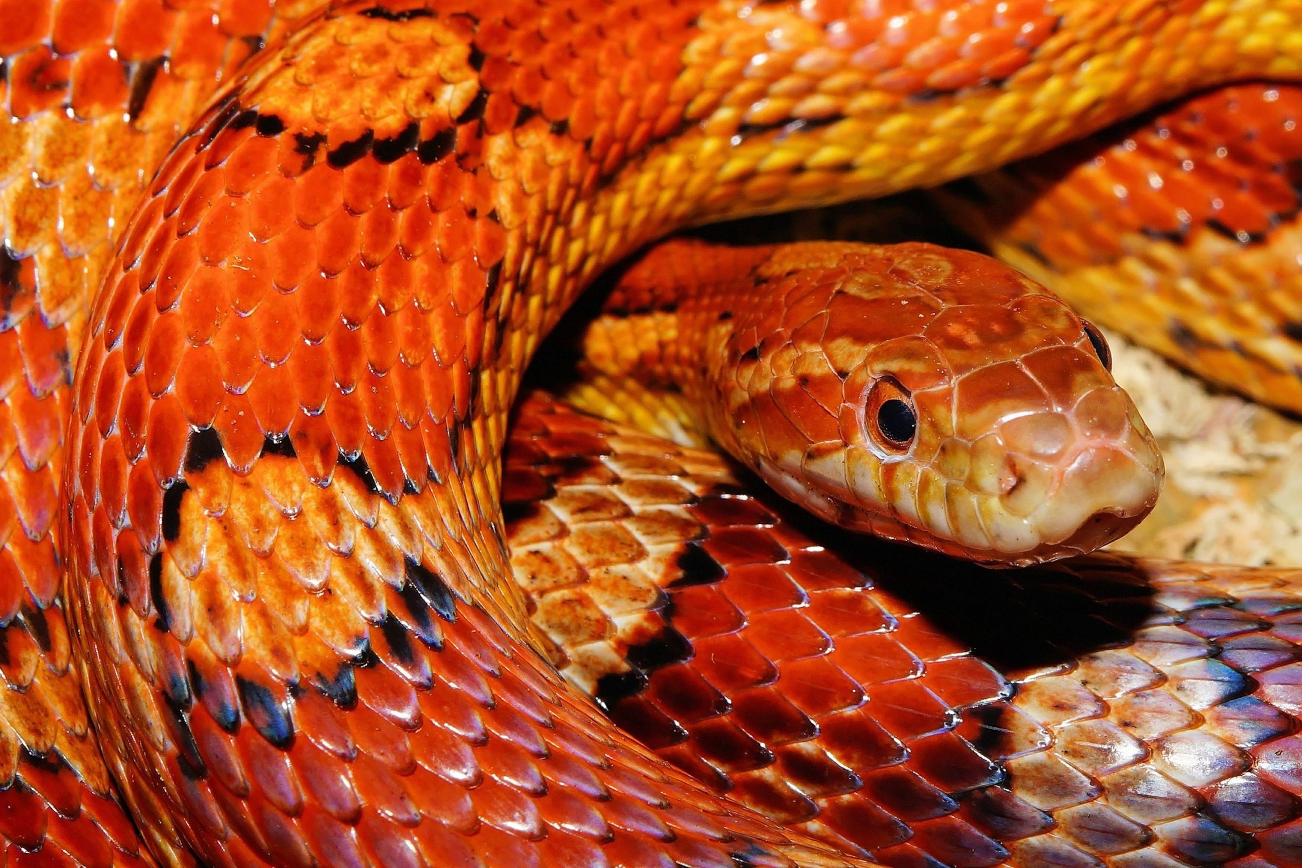 an orange and yellow corn snake pokes its head out through the coils of its body