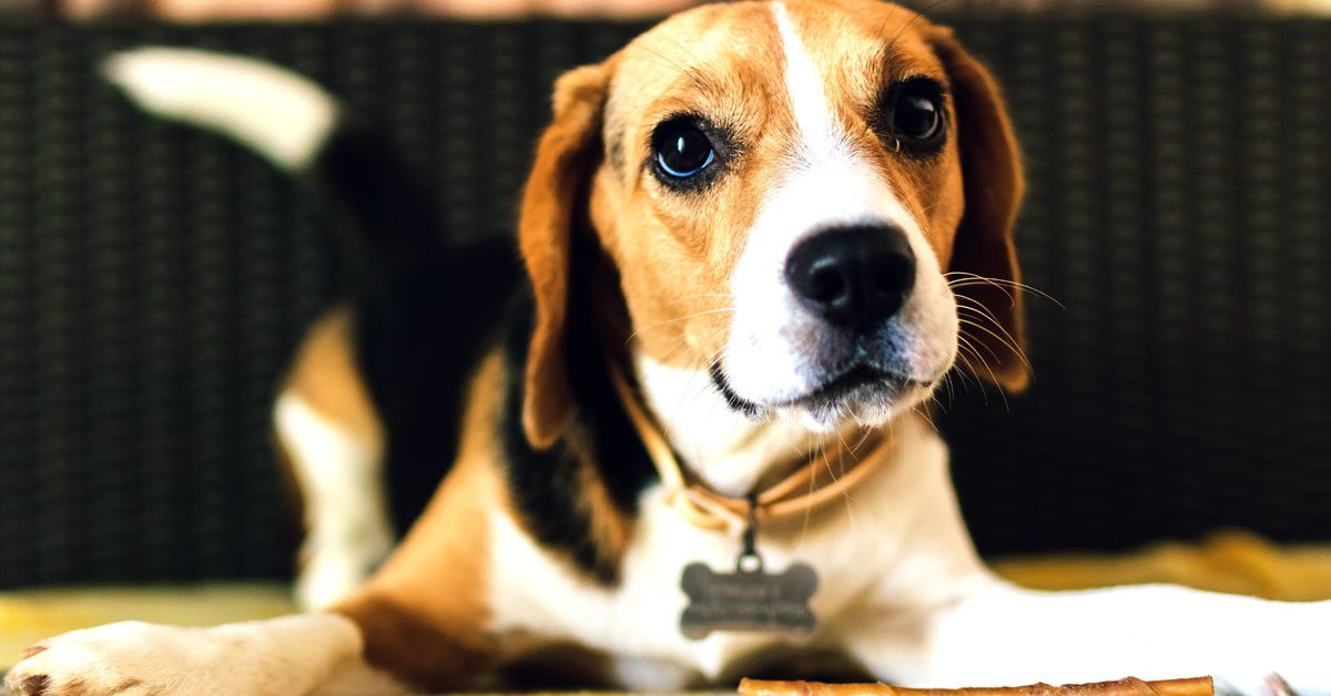 cute beagle laying down with collar and tag
