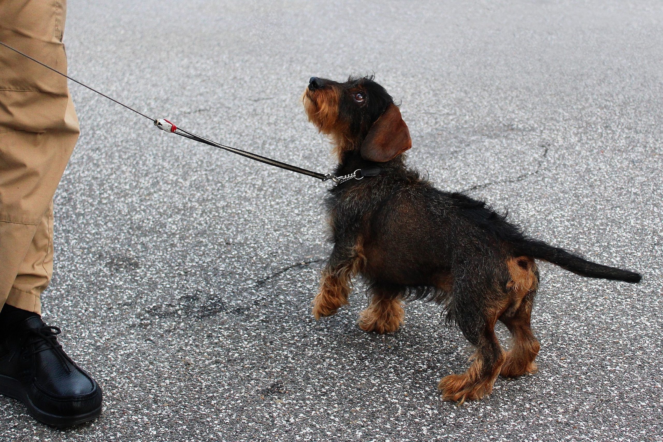 a black and tan dachshund on a leash looks up at a person wearing khaki pants