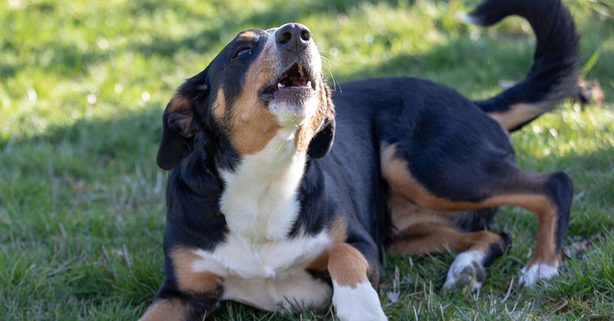 dog barking outdoors
