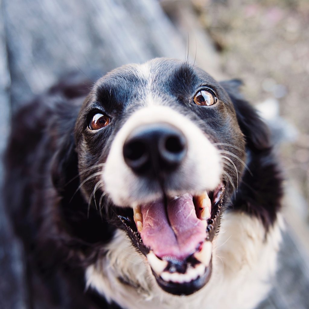 A black and white dog looks up at the camera