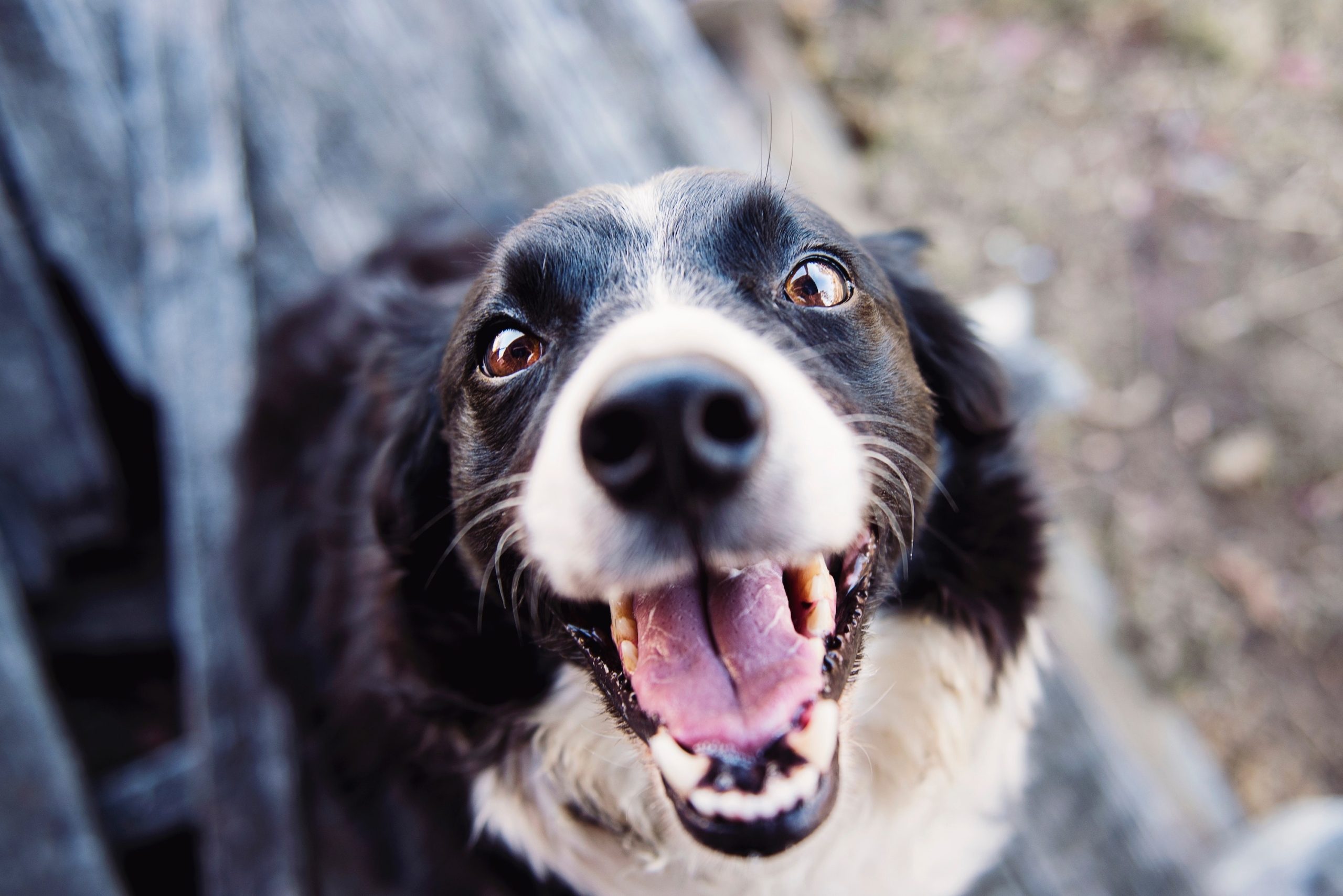 a black and white dog smiles at the camera, close up