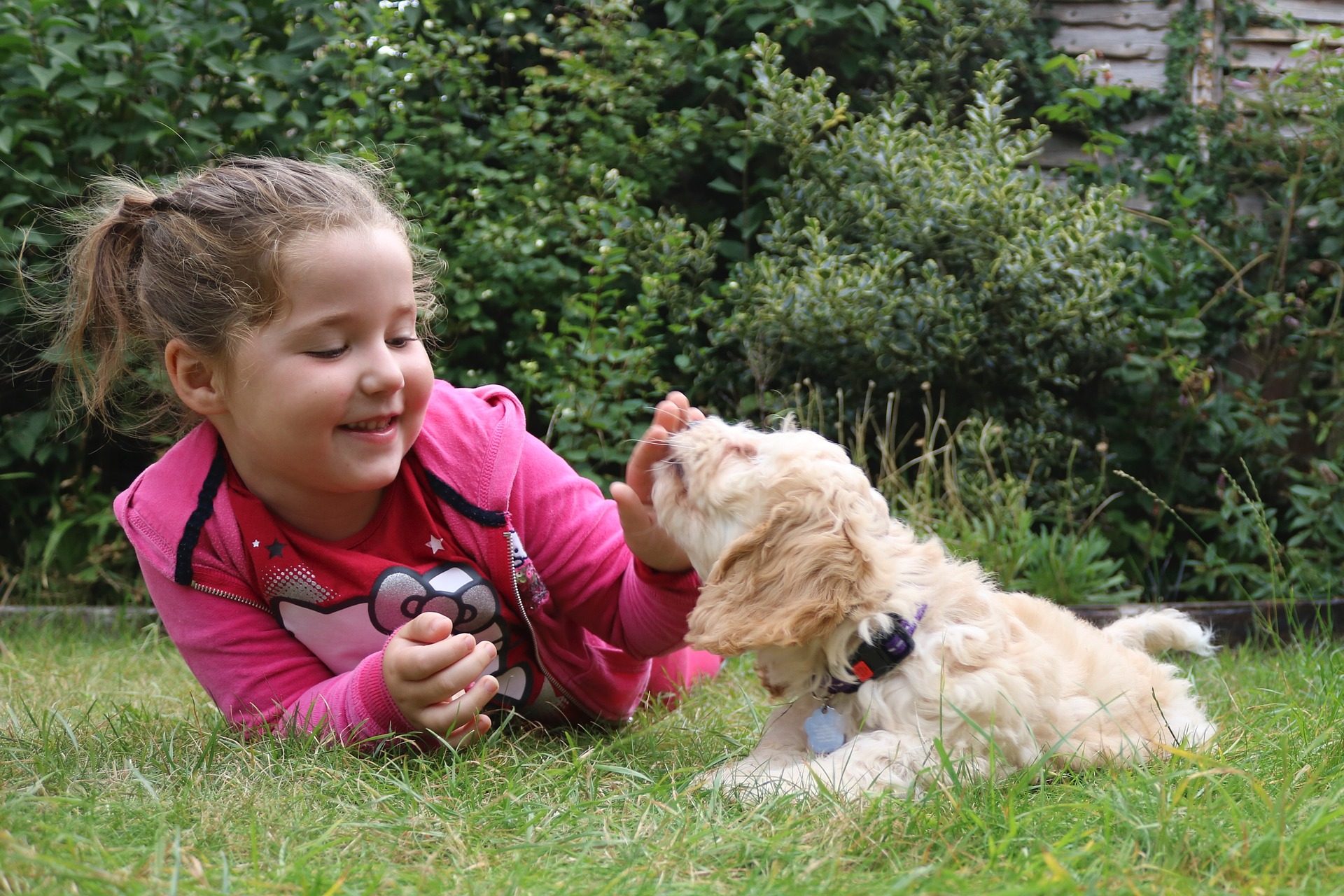Young girl playing with puppy on a lawn