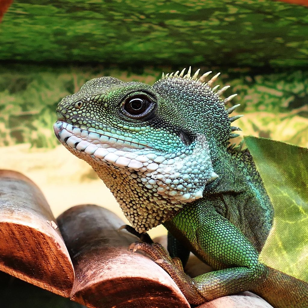 A green pagoda lizard's side profile while it climbs up a wooden ladder