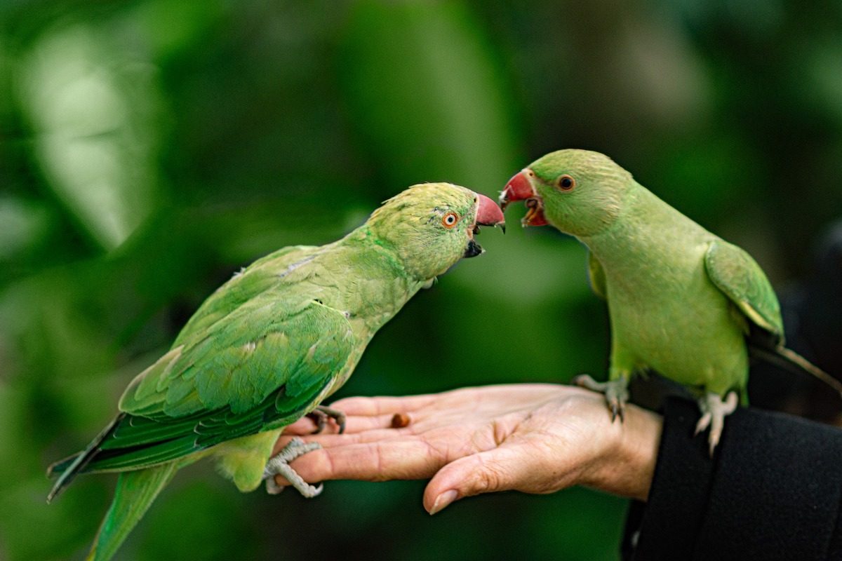 two green parakeets standing in someone's hand open their beaks at each other
