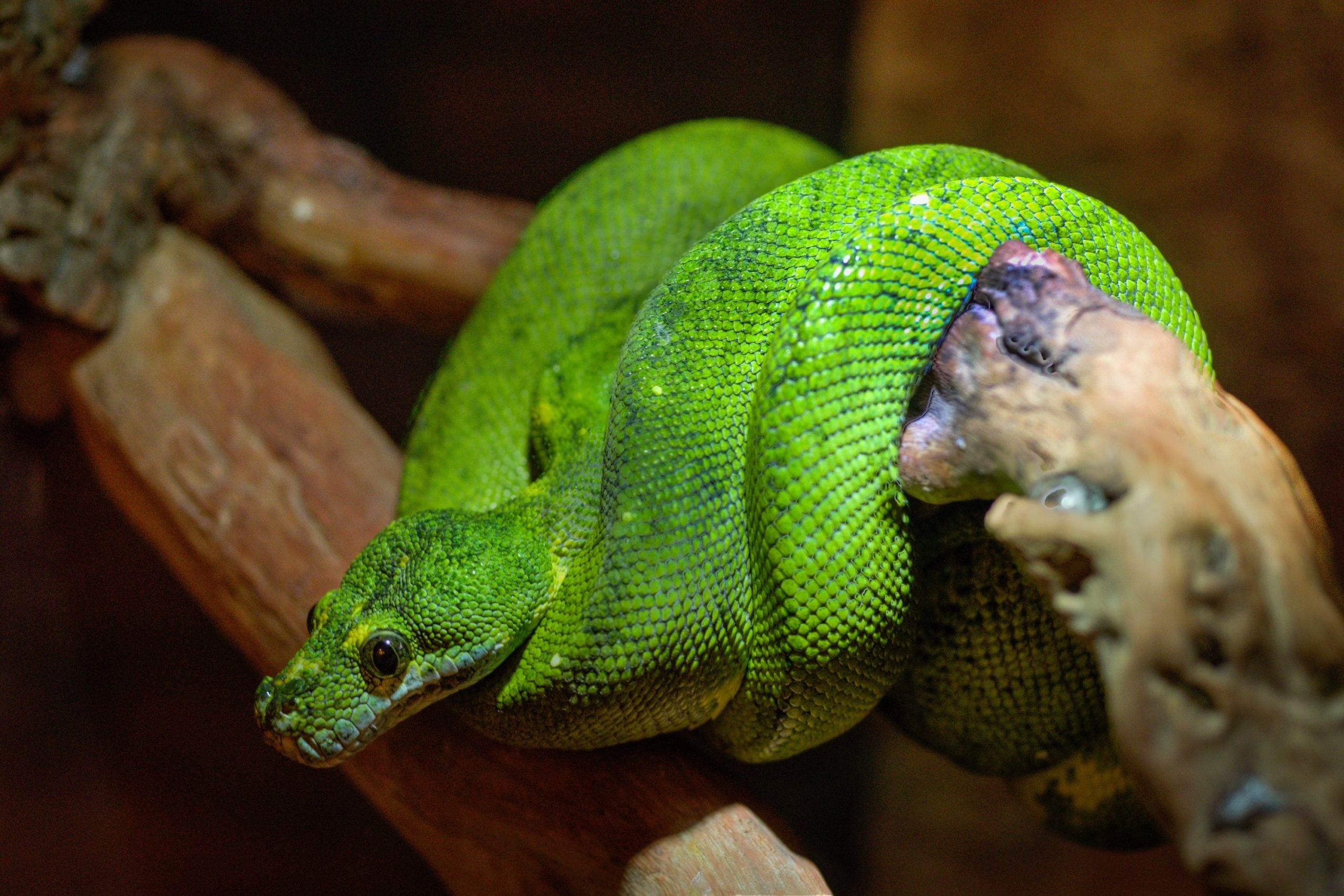 a green snake is coiled around a branch