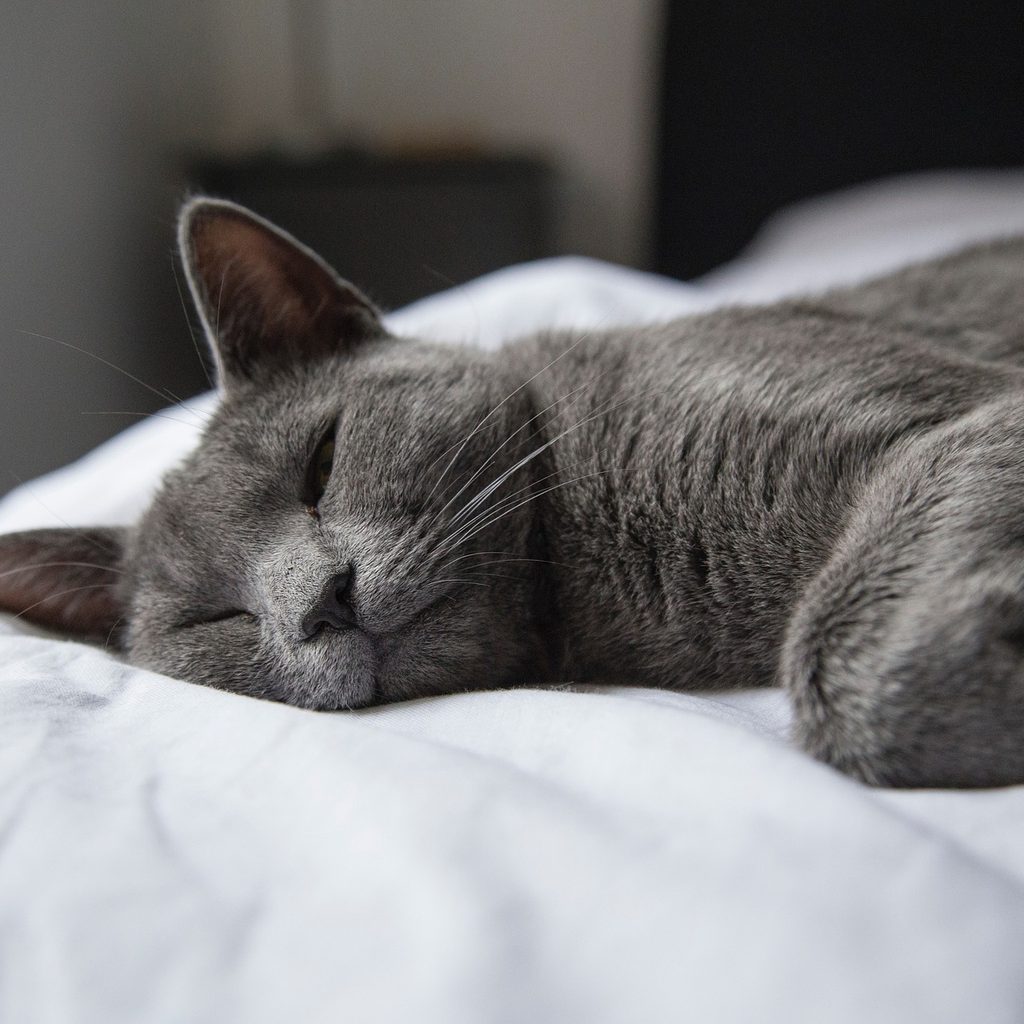 Grey cat sleeping on a bed with a white comforter