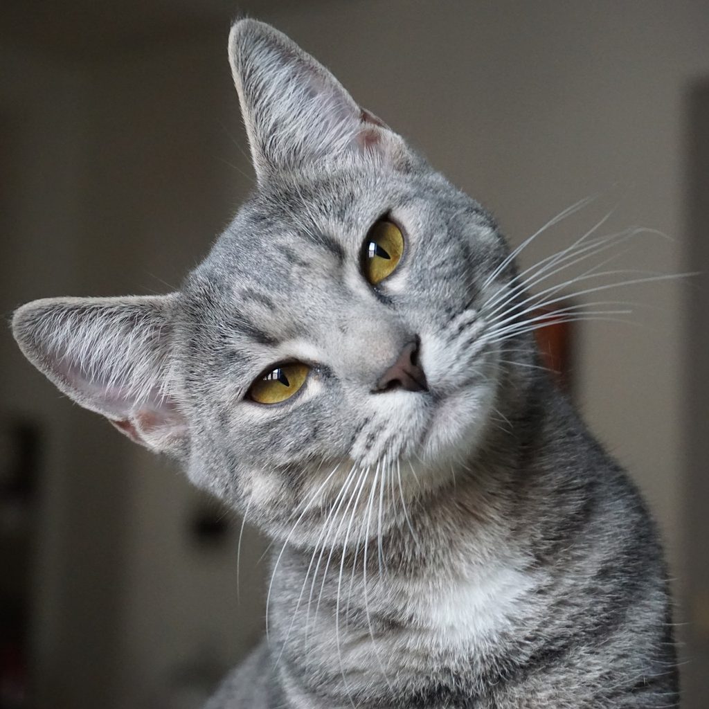 Grey cat looking at the camera and tilting his head to the side
