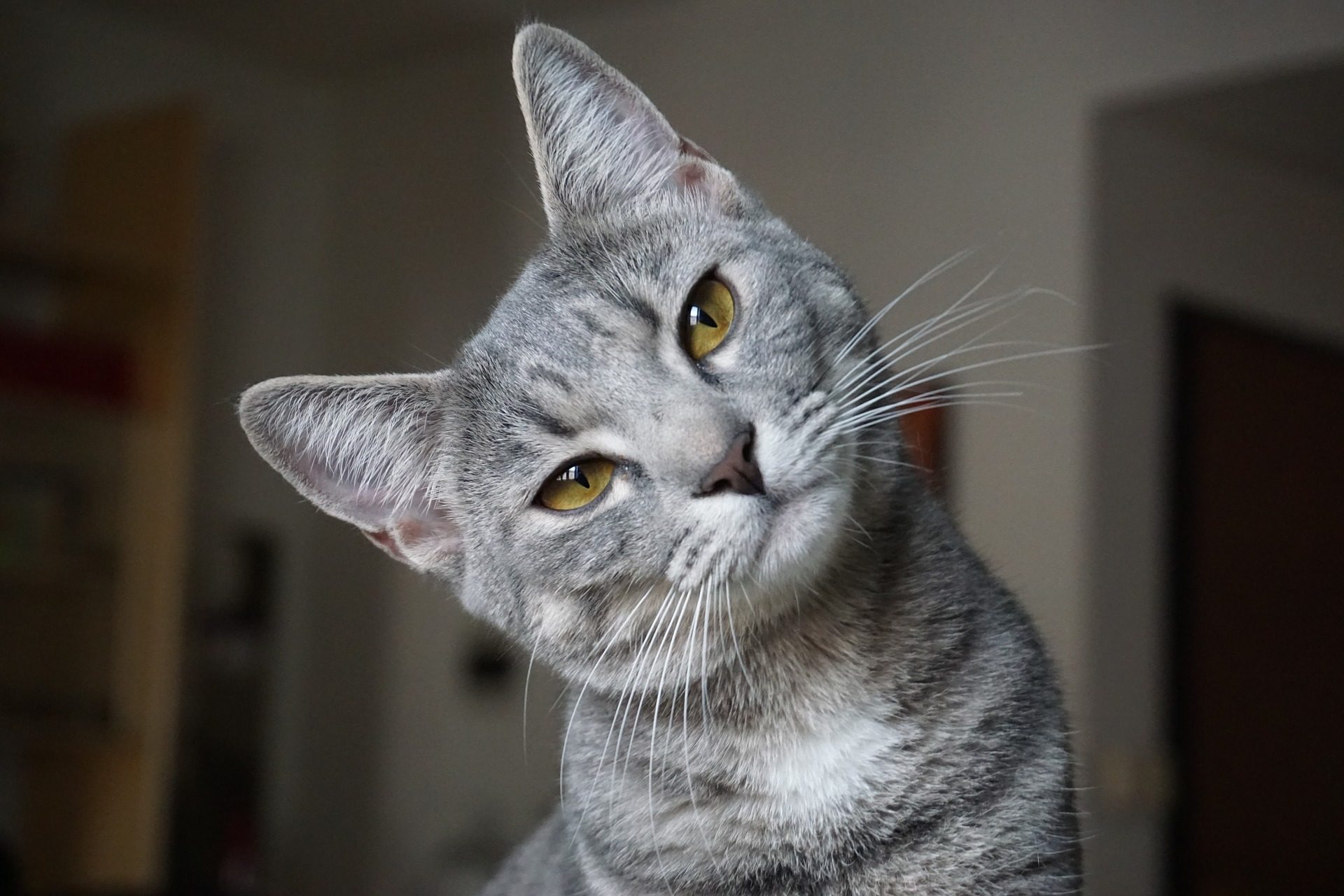 Grey cat looking at the camera and tilting his head to the side