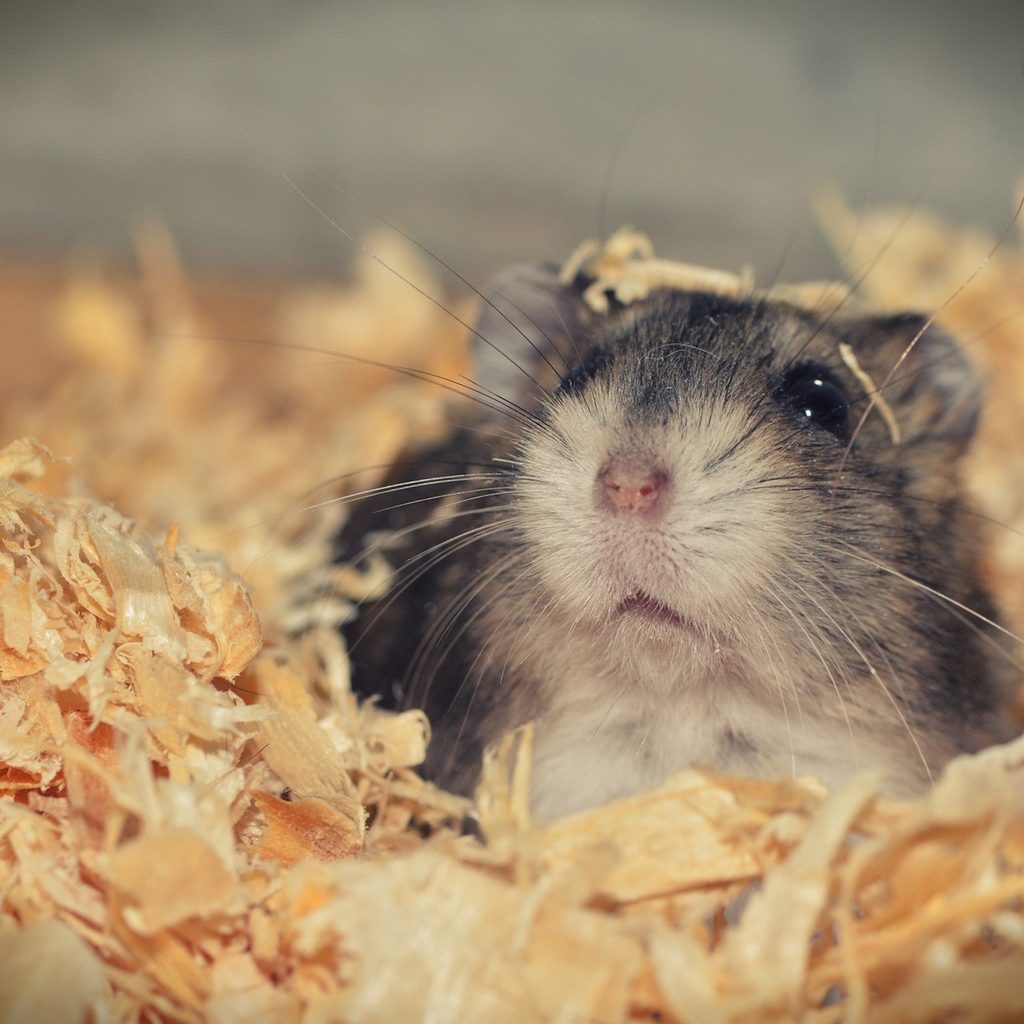 Brown hamster covered in its cage's bedding looks out from a burrow of bedding