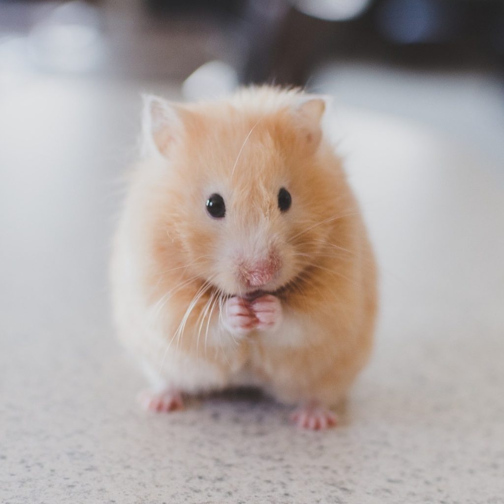 a beige hamster stands on its back paws