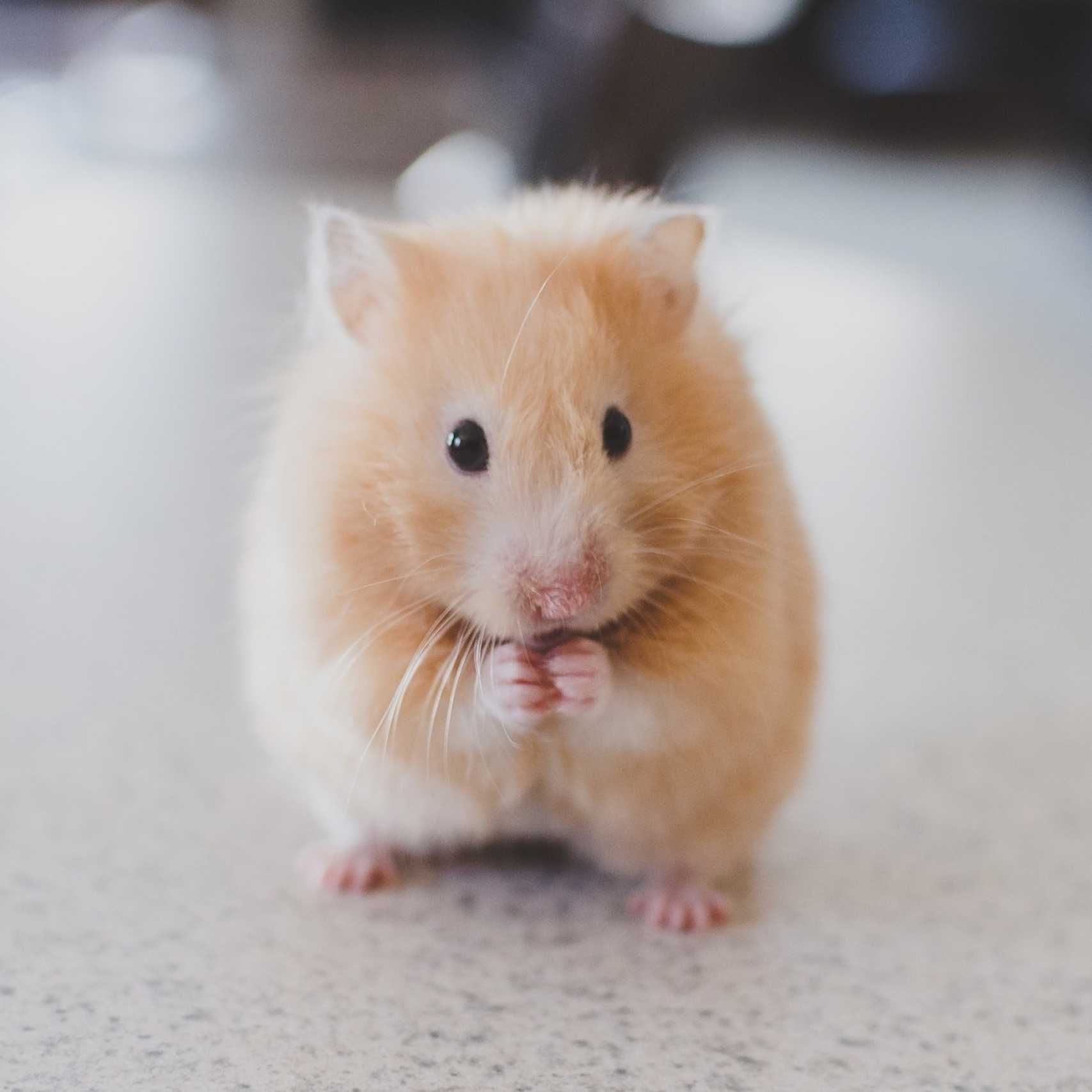 a beige hamster stands on its back paws