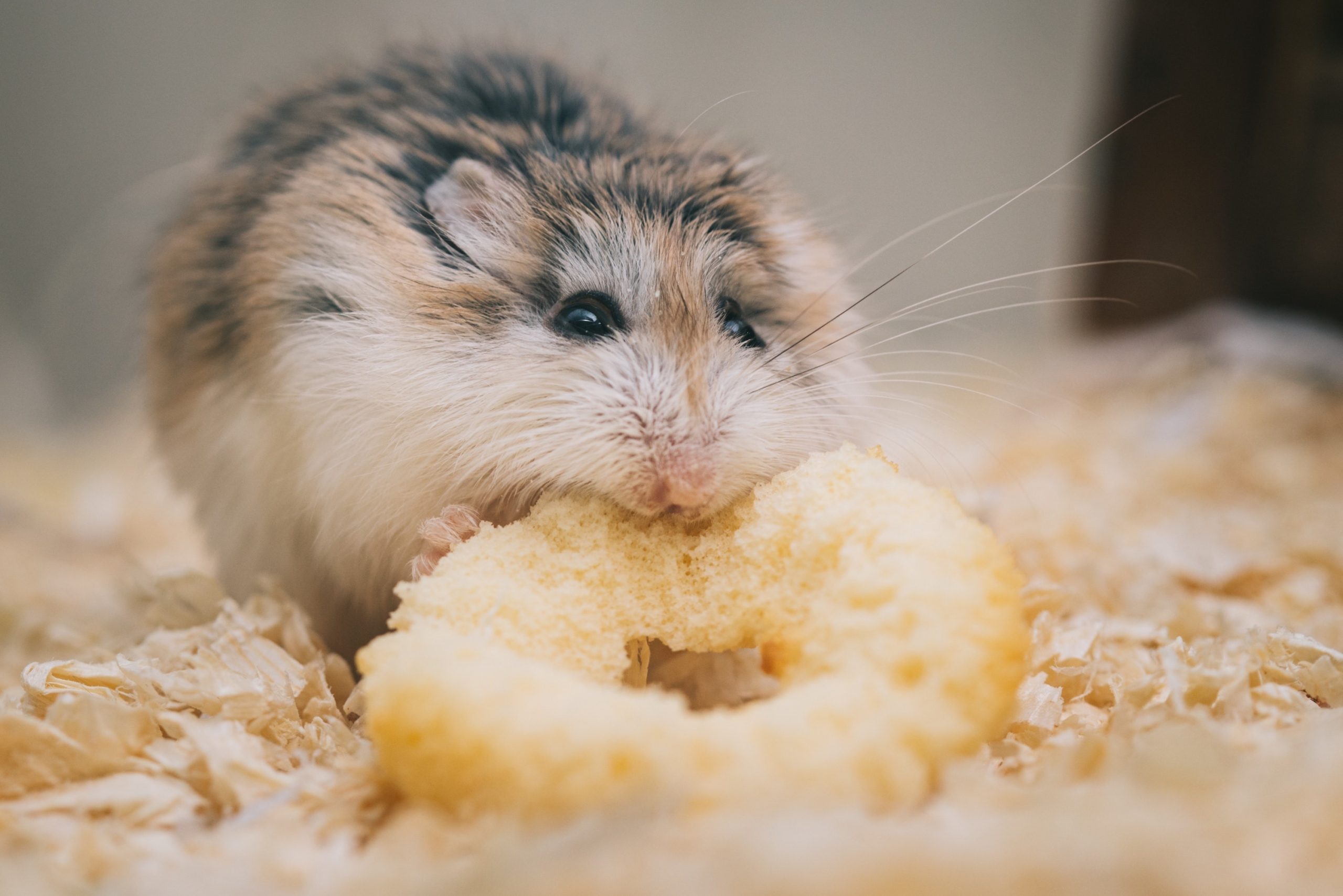 a chubby beige hamster holds a ring-shaped treat in his mouth
