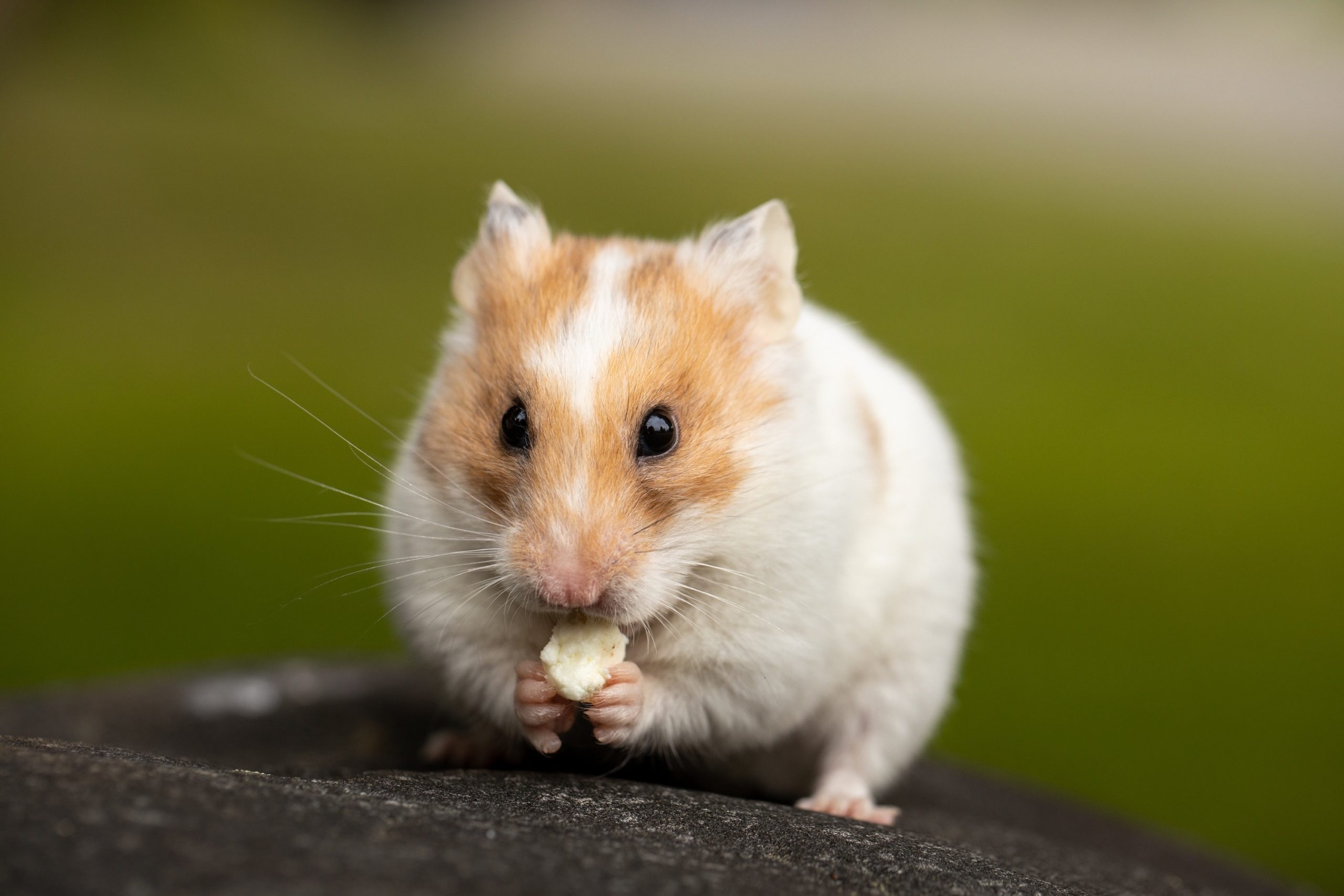 a white and tan hamster stands on a rock and holds a snack to its mouth