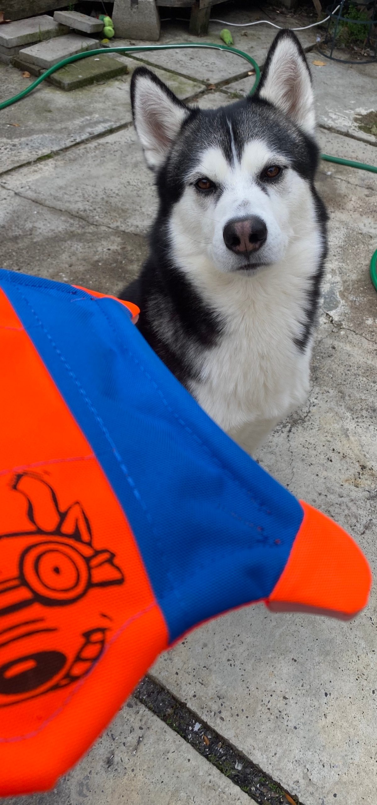 Jack the husky/malamute sits on the ground staring at the ChuckIt Flying Squirrel