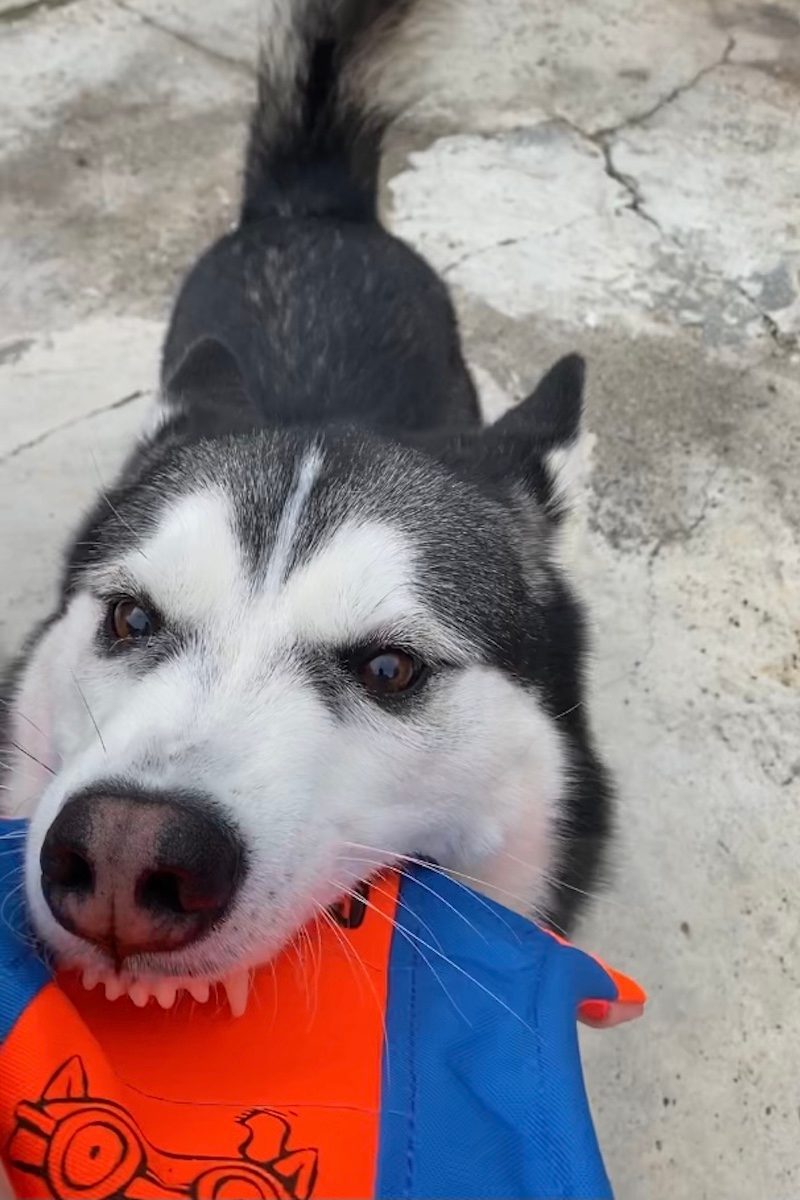 Jack the husky/malamute mix tugs on the ChuckIt Flying Squirrel toy with his teeth showing