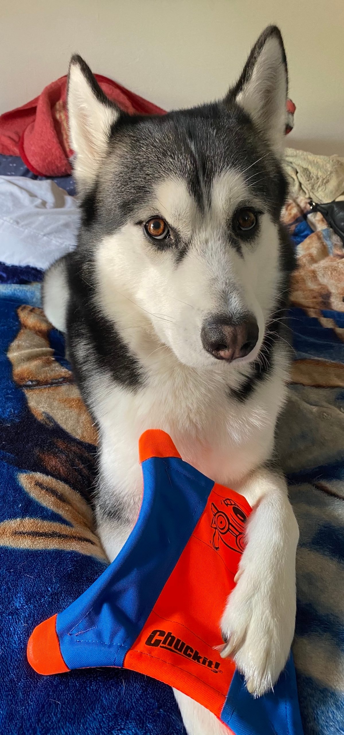 Jack the husky/malamute mix holds the ChuckIt Flying Squirrel Toy in his paws and looks at the camera with big brown puppy dog eyes
