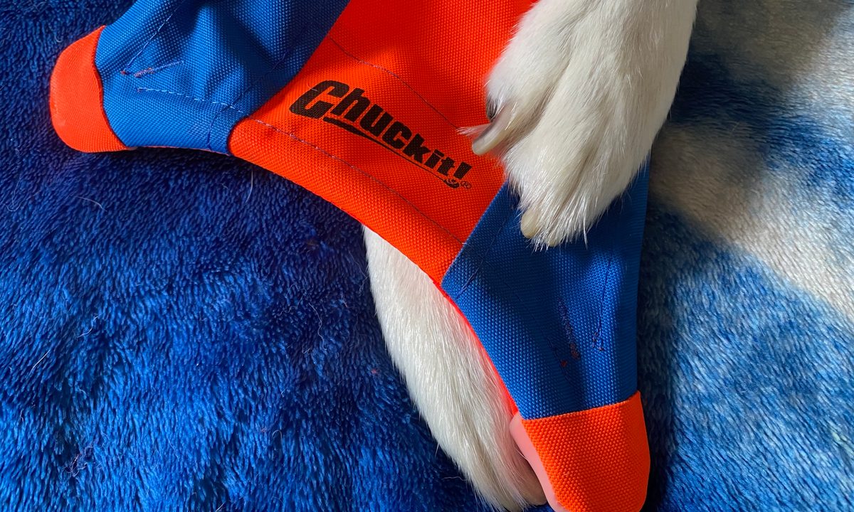 Jack the husky/malamute mix holds the ChuckIt Flying Squirrel Toy in his paws