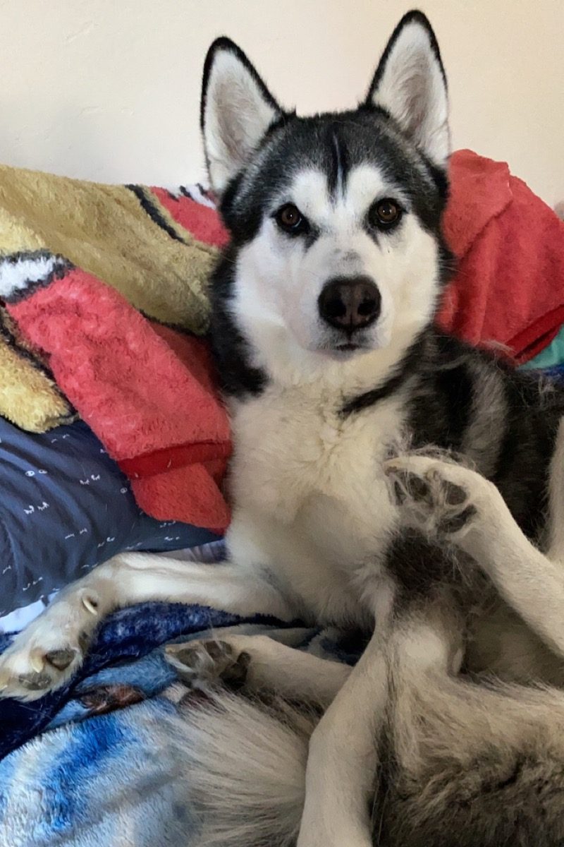 Jack the husky/malamute mix sits on the bed