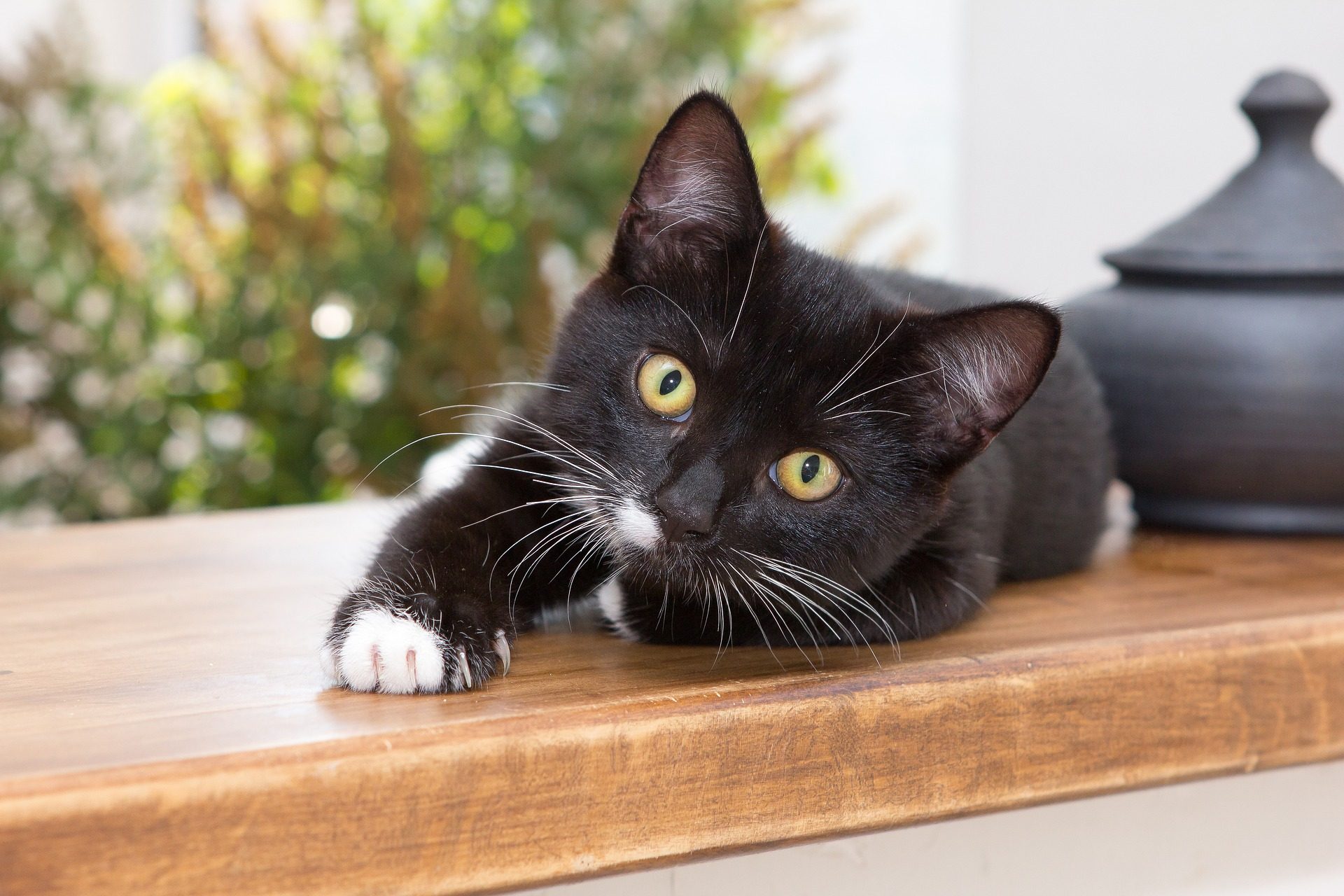 Black and white kitten lying on a railing