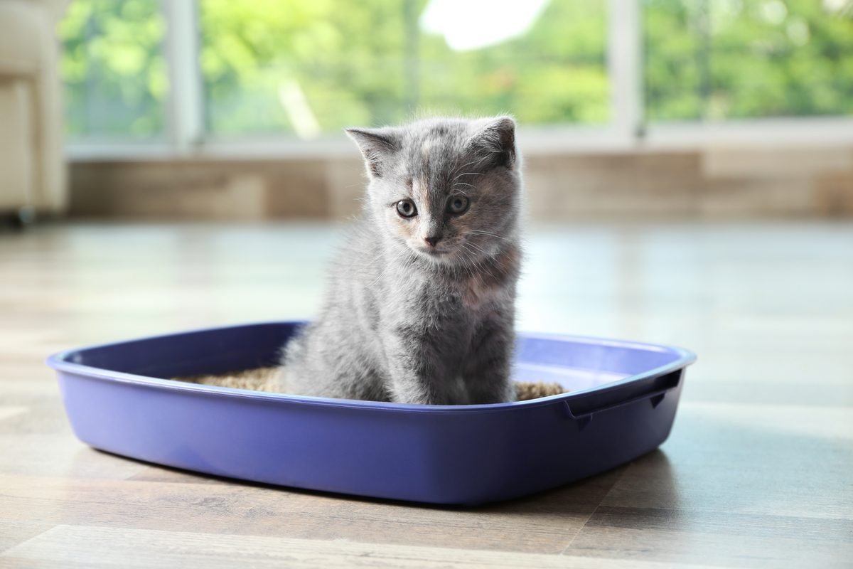 Shorthair kitten sitting in a litter box