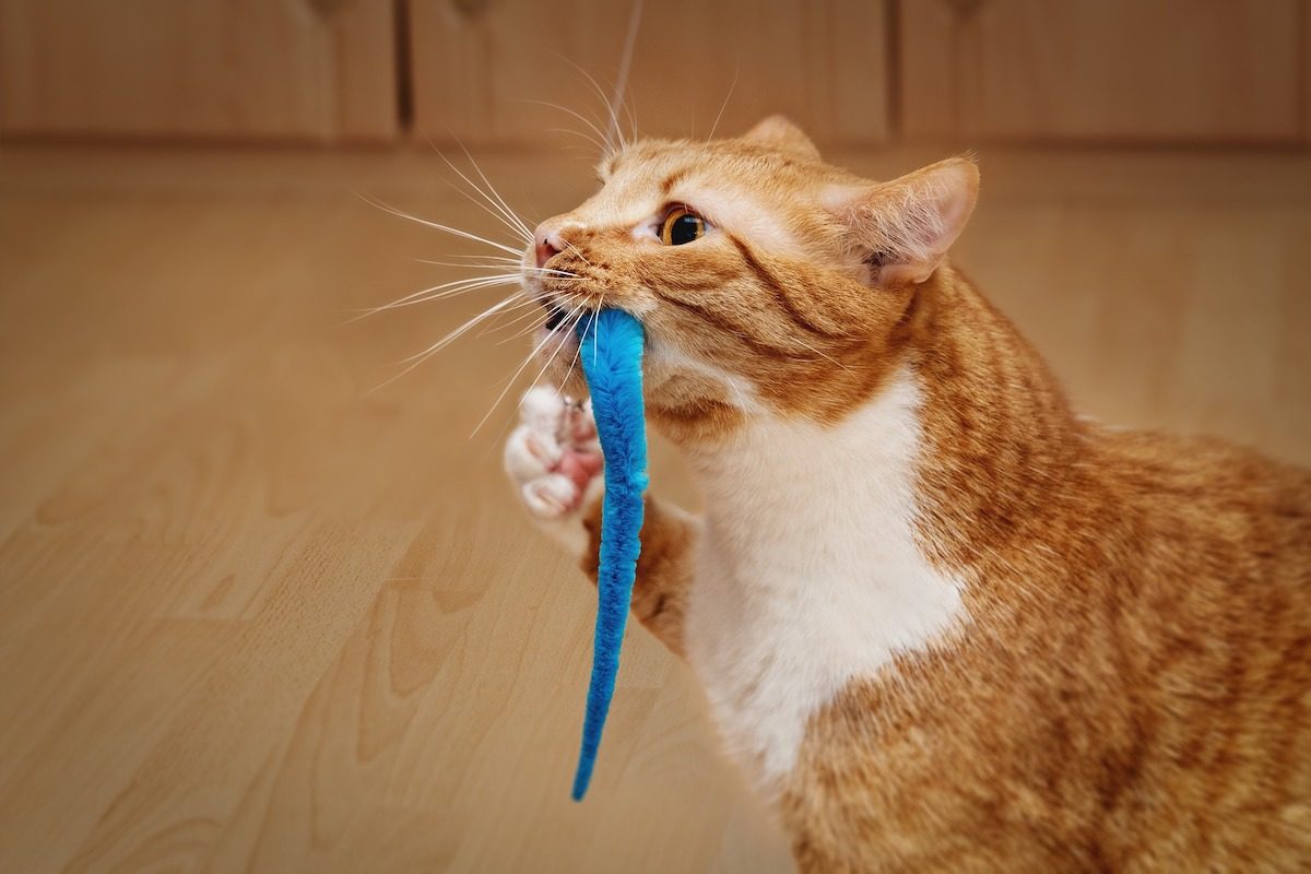 side view of an orange cat pawing a blue worm toy that's in its mouth