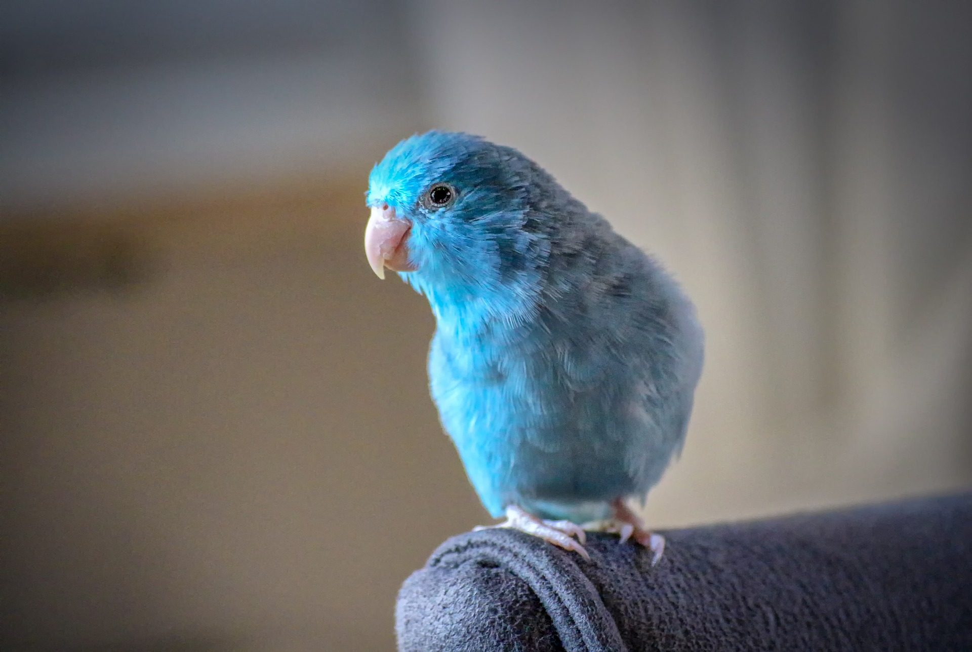 Parakeet sitting on the arm of a chair