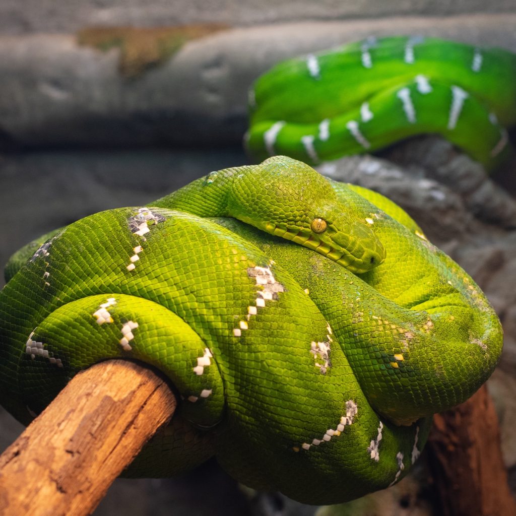 Two green snakes rest on a branch