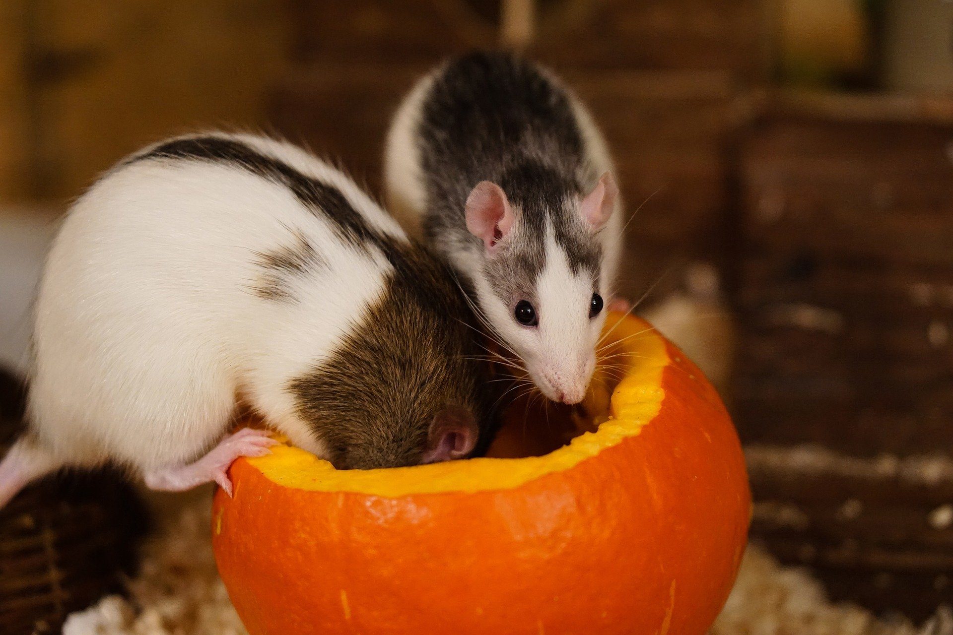 Two rats eating the top of a pumpkin