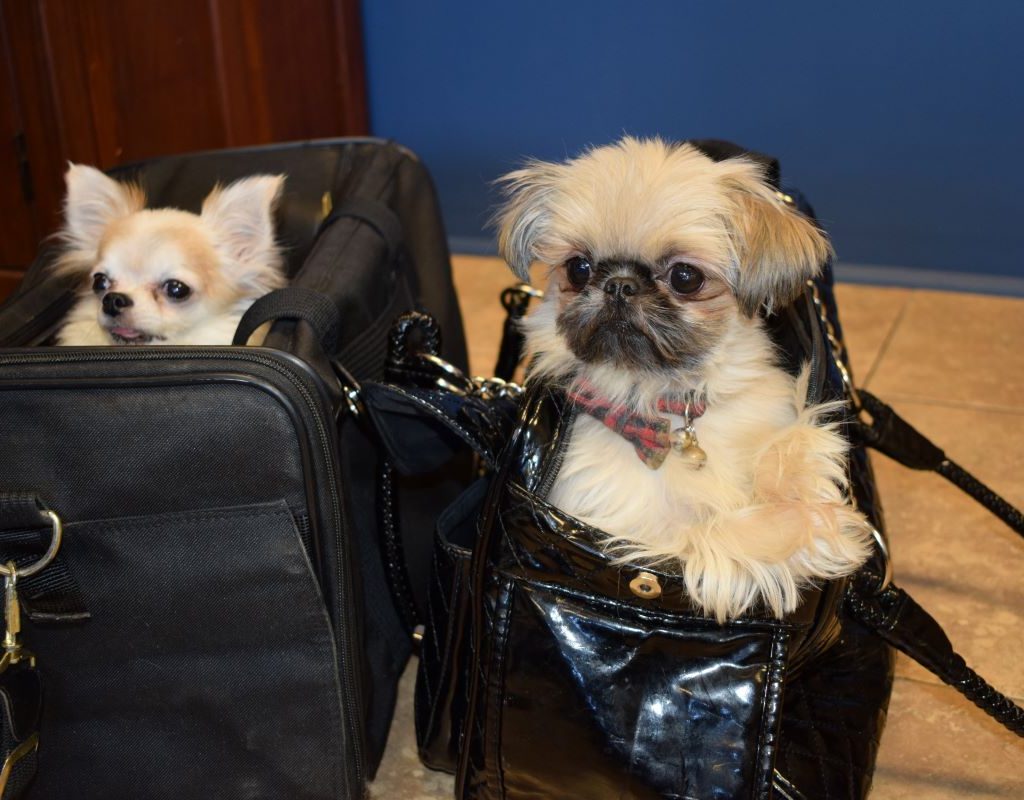 two small dogs in carriers