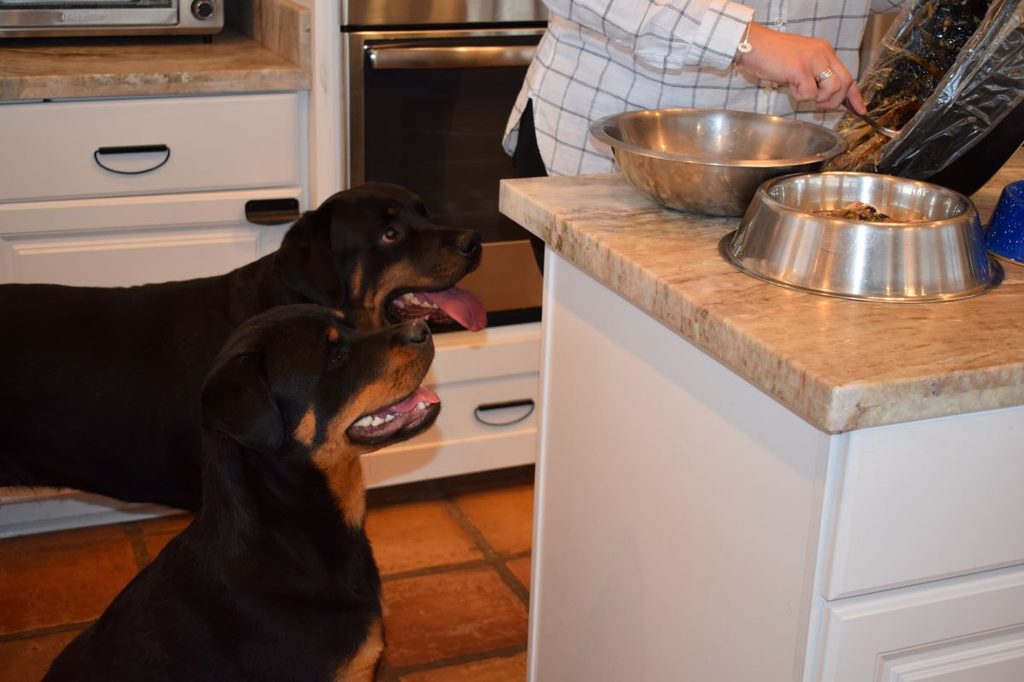 Two rottweilers waiting for food