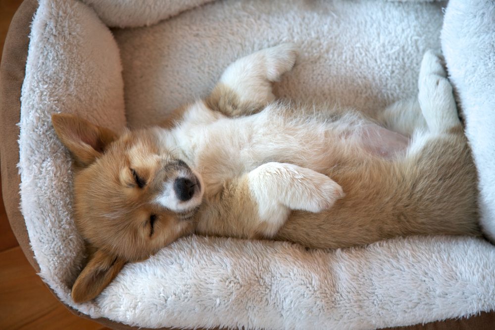 sleeping corgi puppy