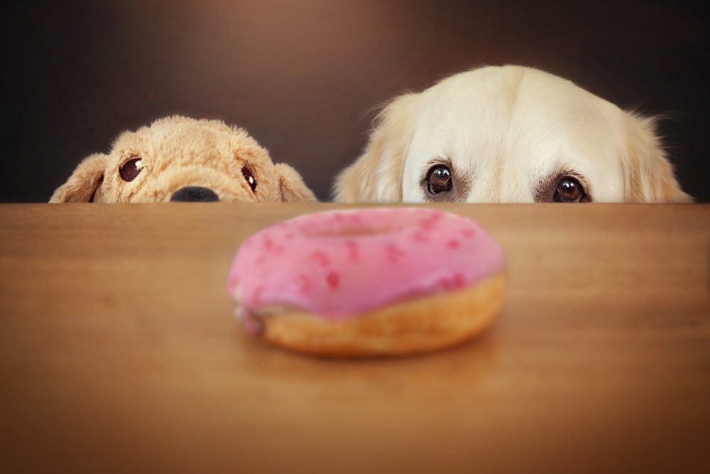 two dogs and a donut