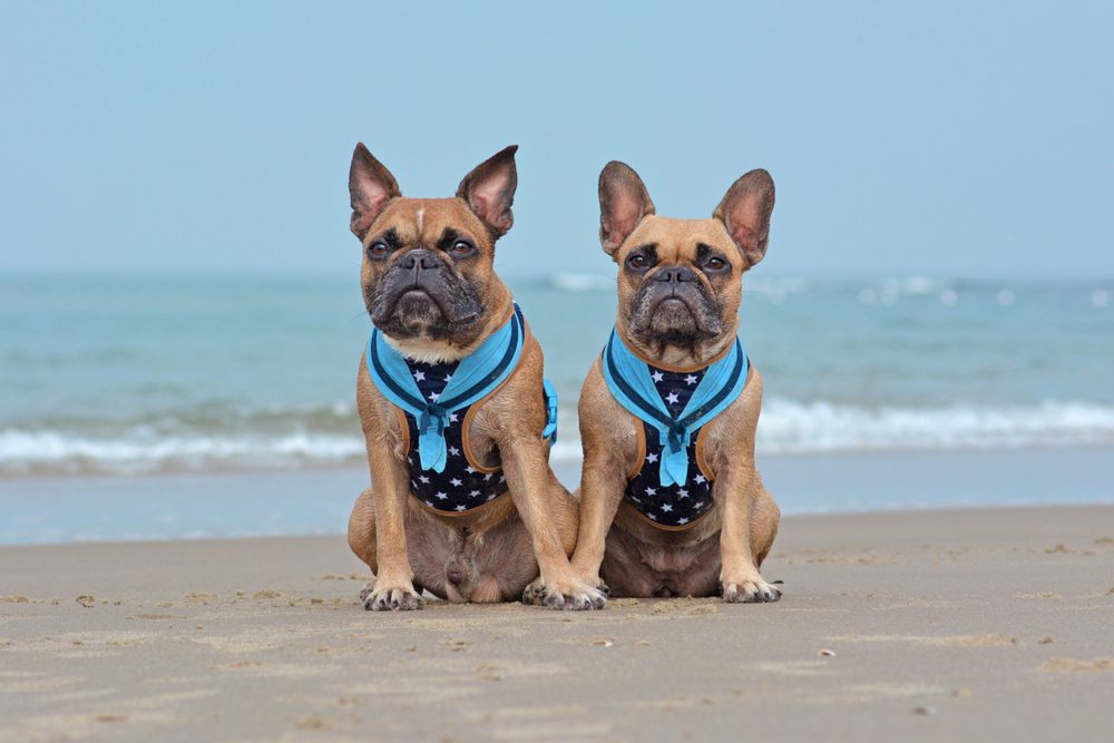 two french bulldogs on beach