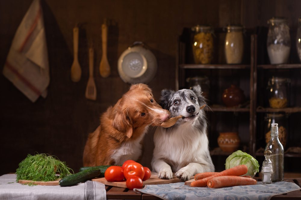 Two dogs together kitchen prep