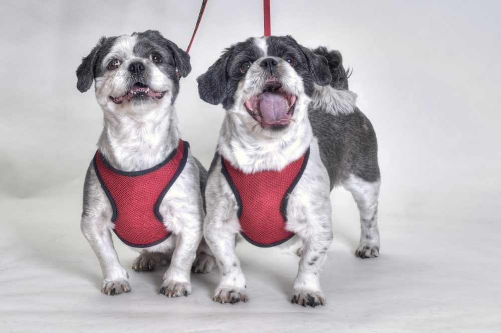 two dogs in red hanresses