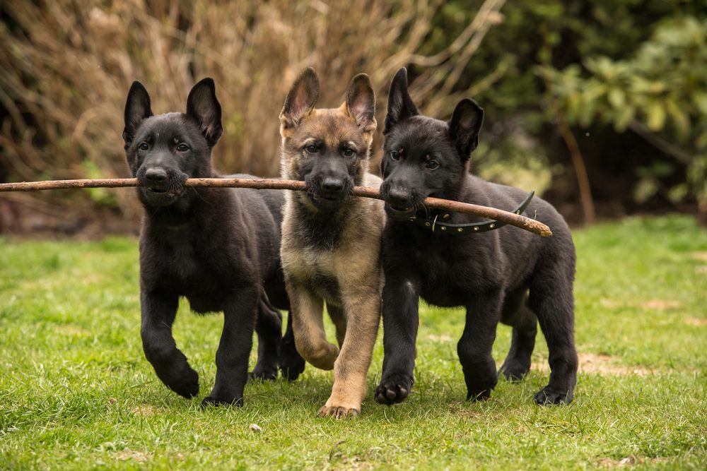 Three German shepherd pups with a stick