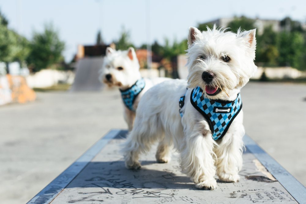 two westie dogs on ramp