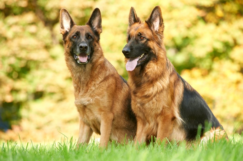 two german shepherds sitting in the grass