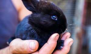 bunny body language small black persons hand