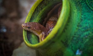 new snake care brown green hiding