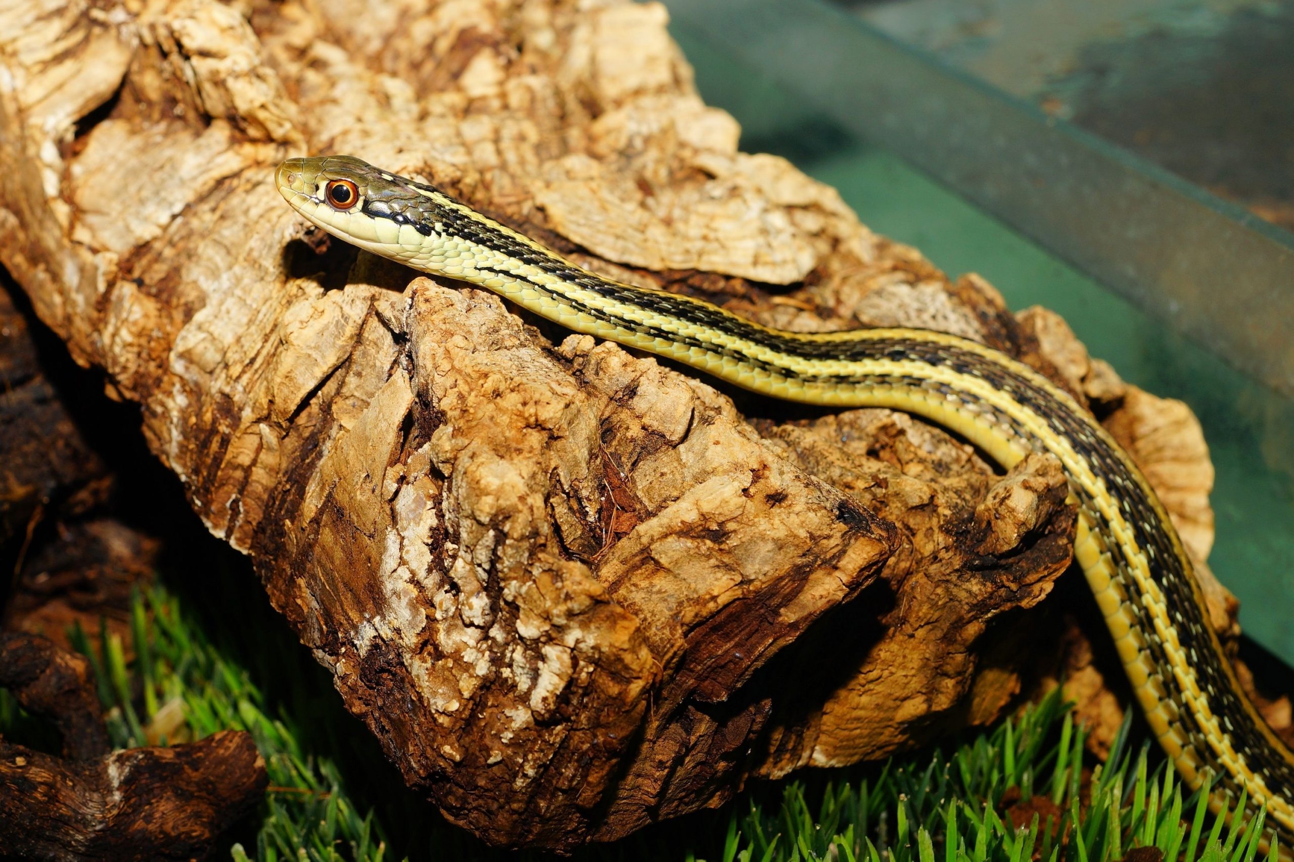a slender striped garter snake basks on a log