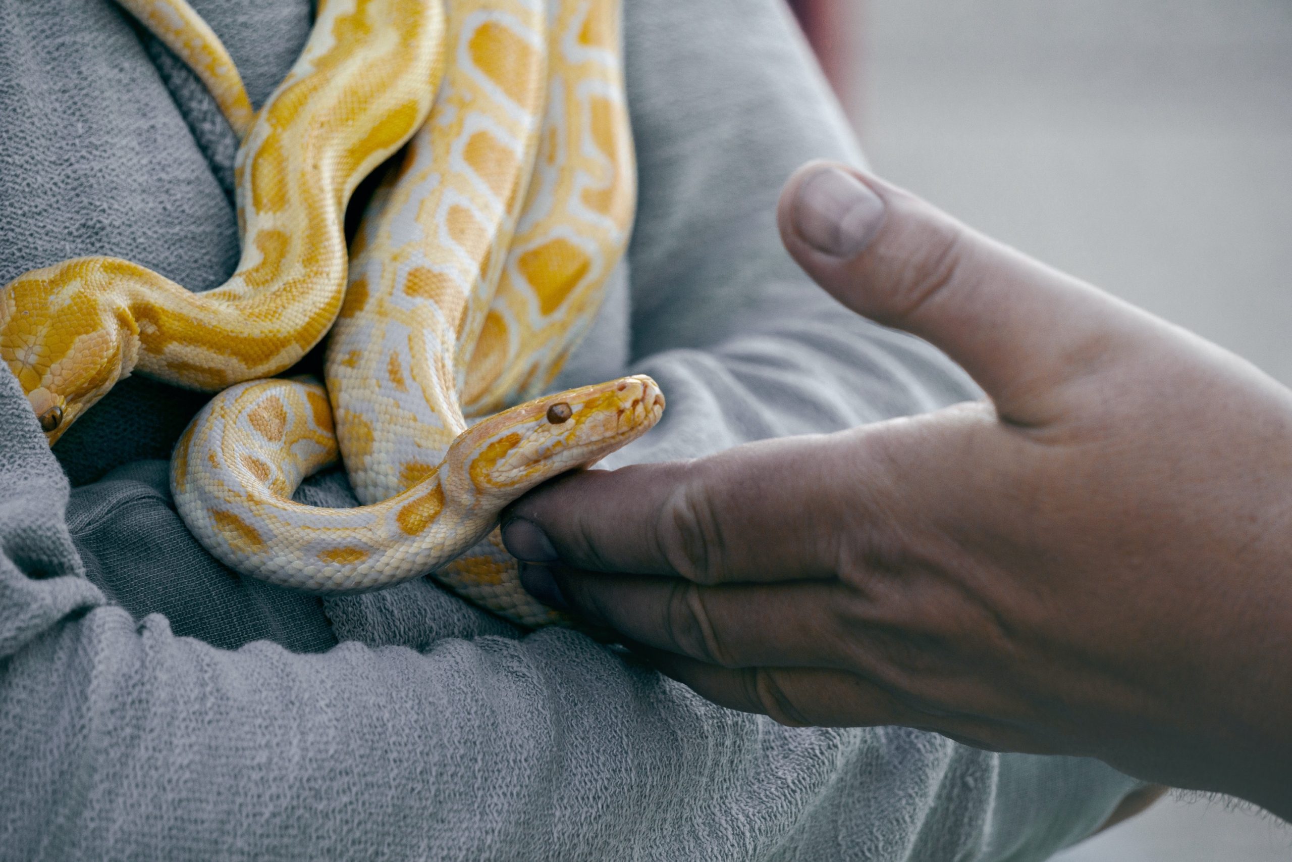 a yellow snake sits draped around someone's neck as someone's hand gently lifts its head