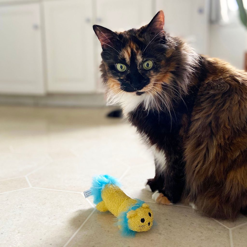 Ginger playing with the lion toy