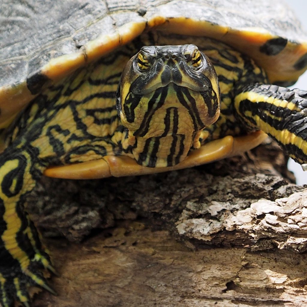 A black and yellow turtle