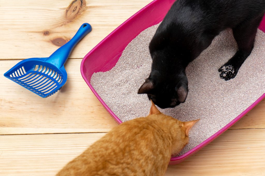 Black and orange cats in a litter box
