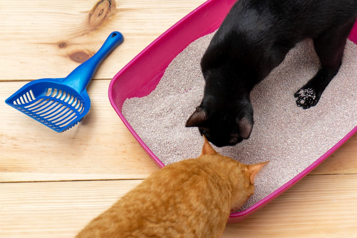 Two cats sniffing litter box with clay litter