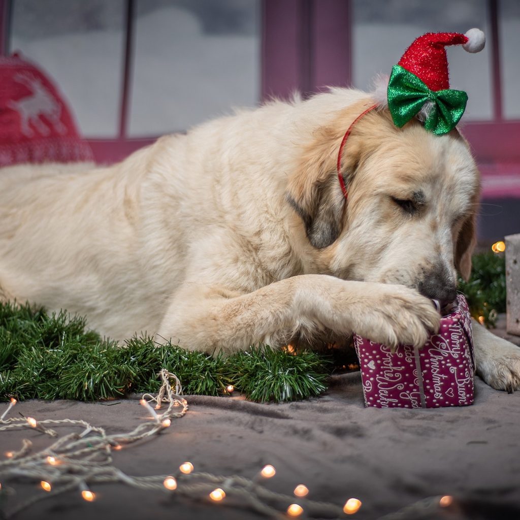 a yellow lab paws a red Christmas present in front of more Christmas presents
