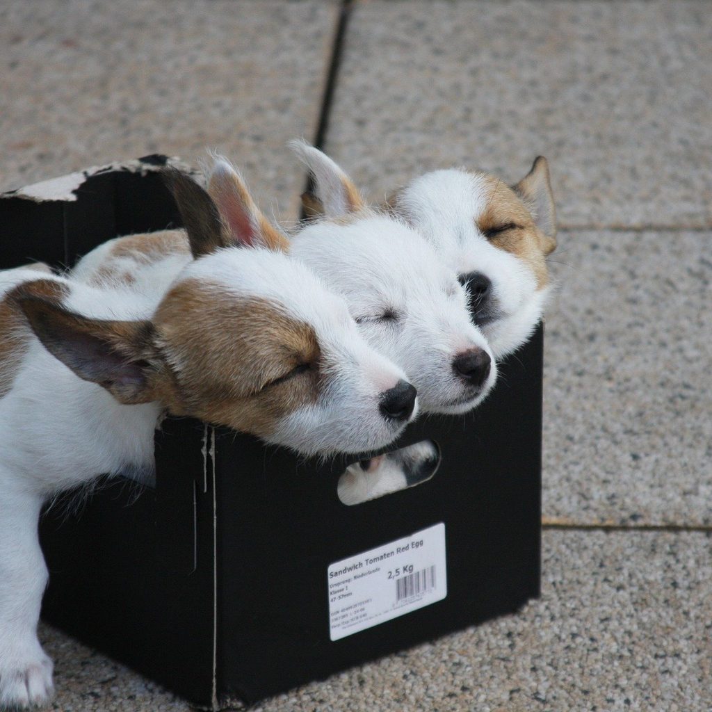 three-puppies-sleeping-in-a-box